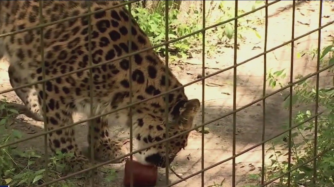 'Big Cat Public Safety Act' passes House